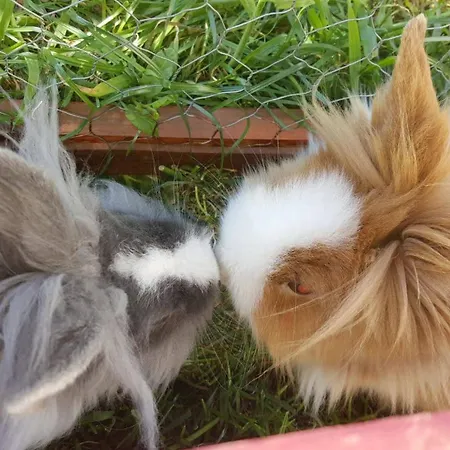 Castle Wellness & Oda ve Kahvaltı Nyíregyháza