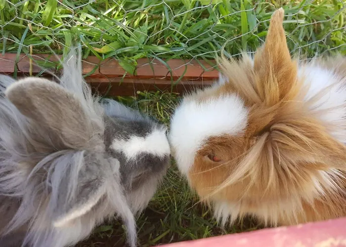 Castle Wellness & Oda ve Kahvaltı Nyíregyháza