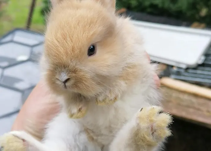 Castle Wellness & Oda ve Kahvaltı 3*